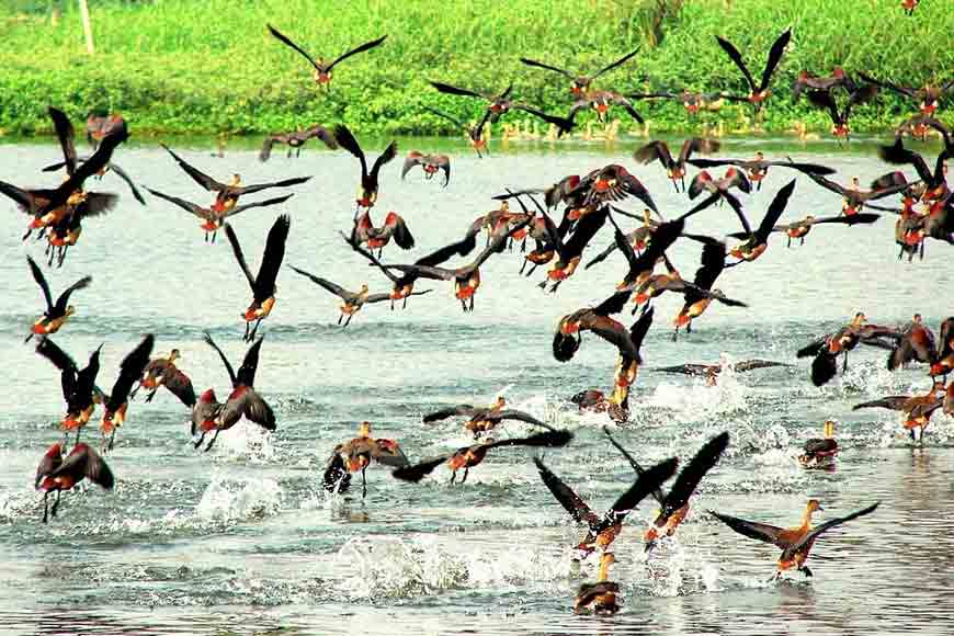 Birder’s Paradise, Coochbehar’s Rashikbil is a haven for feathered friends