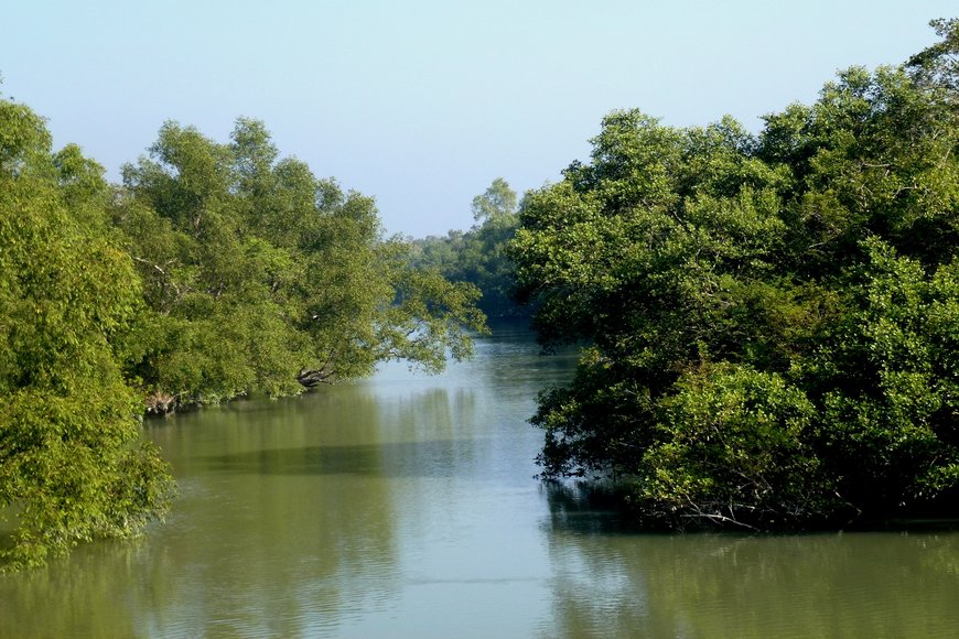 Fragile mangrove forests cut down mercilessly by land sharks