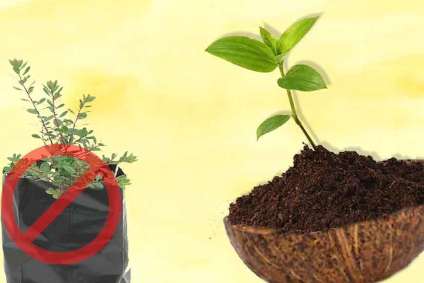 No saplings in polythene bags! Use coconut shells instead