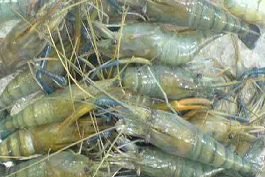 Cultivation of  superior quality Prawn with low Glycemic Index starts in West Bengal