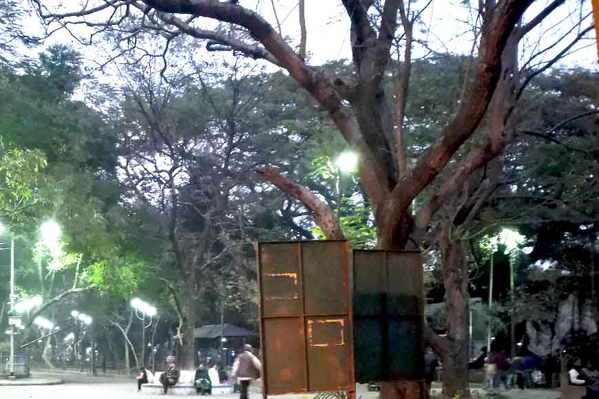 Six Shirish trees to be chopped down in Kolkata’s Rabindra Sarobar