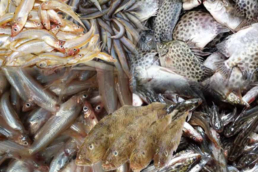 East Midnapore brings back native, lost fish varieties of Bengal