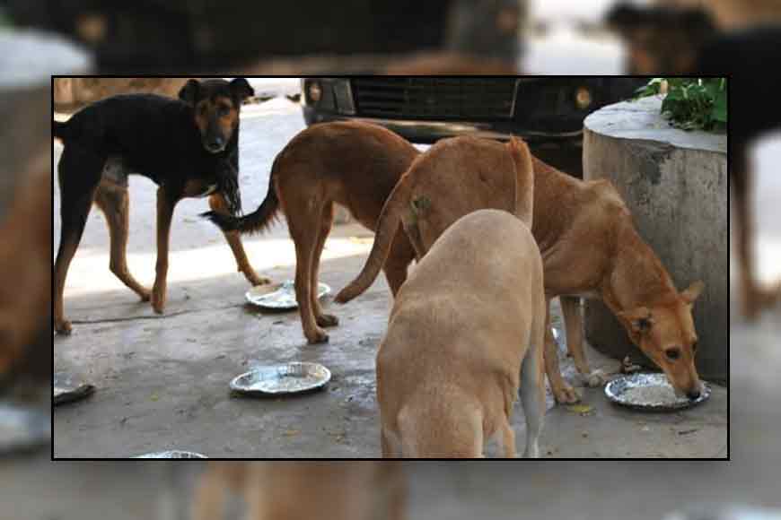 Rs 3 lakh bank loan to feed stray dogs! Meet Kalyani’s Nilanjana Biswas who feeds meat and rice to 400 dogs daily