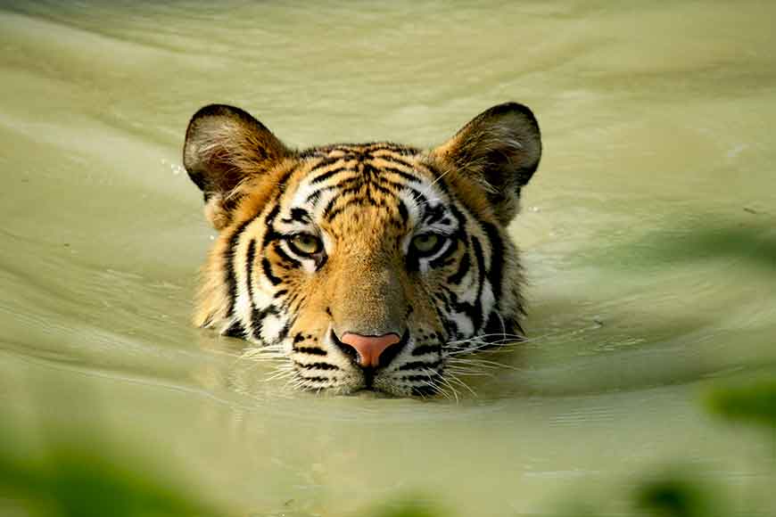 Climate change may wipe out Bengal tigers by 2070