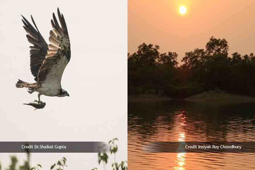 SUNDERBAN DIARIES - Dead bodies on bhela and bird hunters