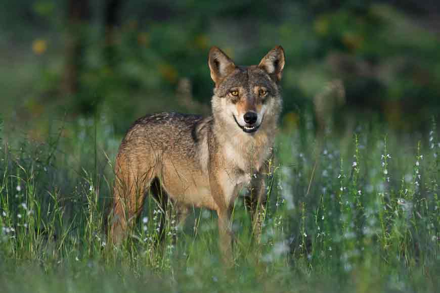 Extinct Indian Wolf sighted in Sunderbans!