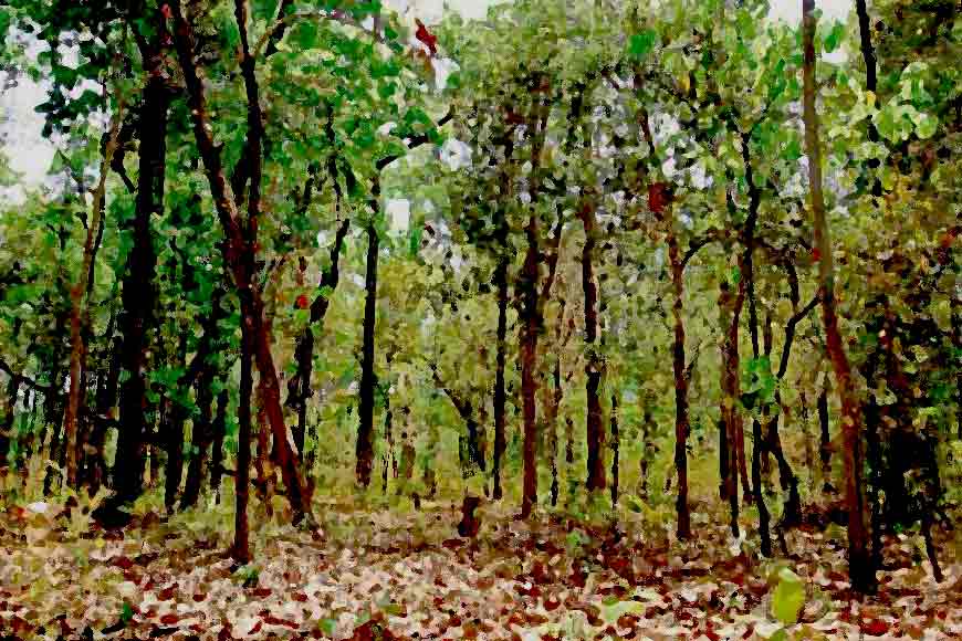 HIDCO brings new Urban Forest with hundreds of trees to Kolkata