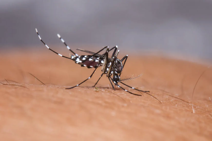 Bengal launches new mobile app to control Dengue and Malaria