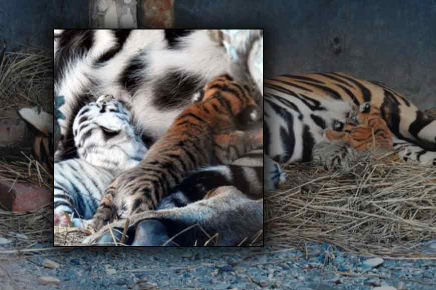 How was a White Tiger cub born in Siliguri?