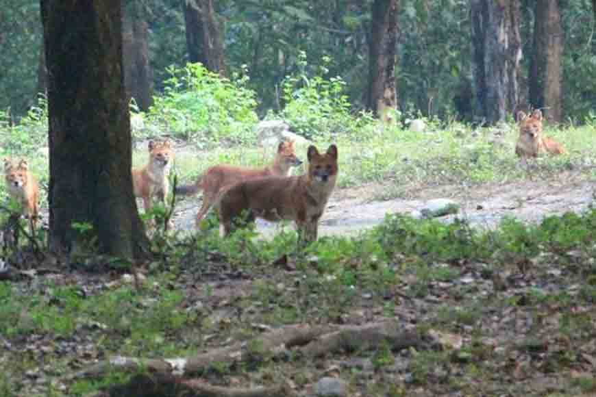 Indian Wild Dog sighted for the first time at Buxa