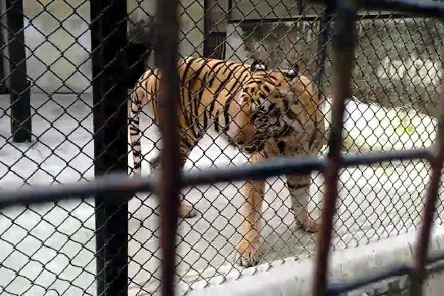 How a tigress even slapped a young tiger who tried to mate!